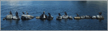 plymouth birds